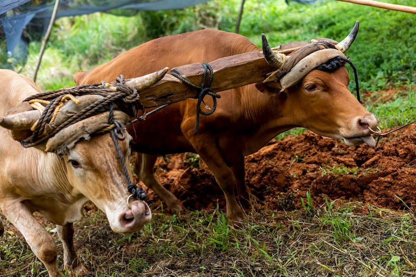 Arando Arar la tierra con bueyes: una tradición arraigada a los trujillanos ...