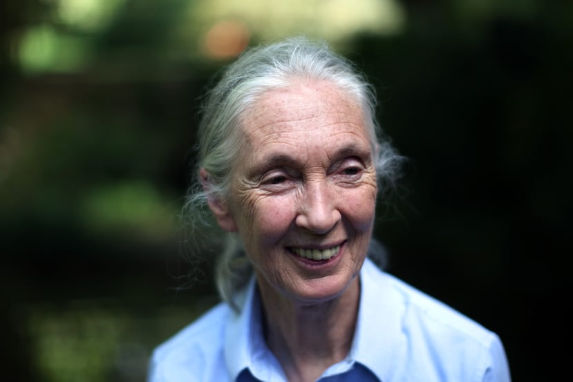 Jane Goodall, reconocida mundialmente por sus estudios con chimpancés, durante su visita al Jardín Botánico en San Juan el 3 de noviembre de 2009.
