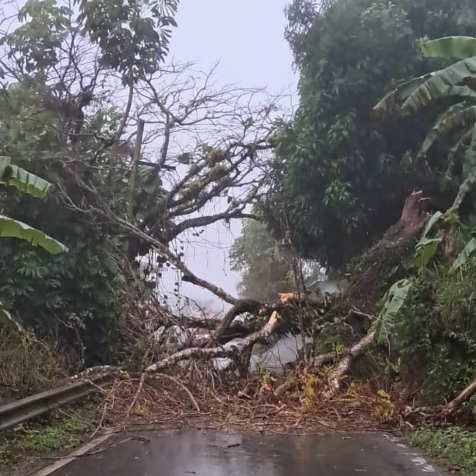 El árbol obstruyó la carretera.
