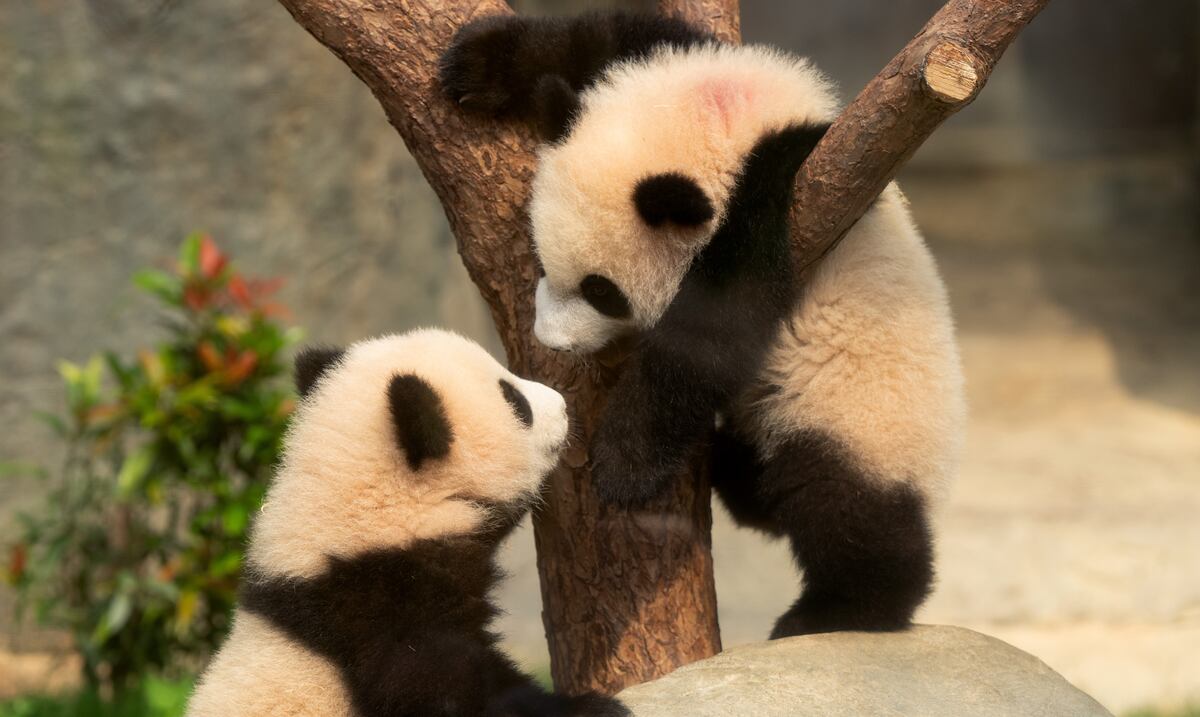 Hermanos Juguetones Cachorros De Panda Gigante Cautivan A Residentes hermanos-juguetones-cachorros-de-panda-gigante-cautivan-a-residentes