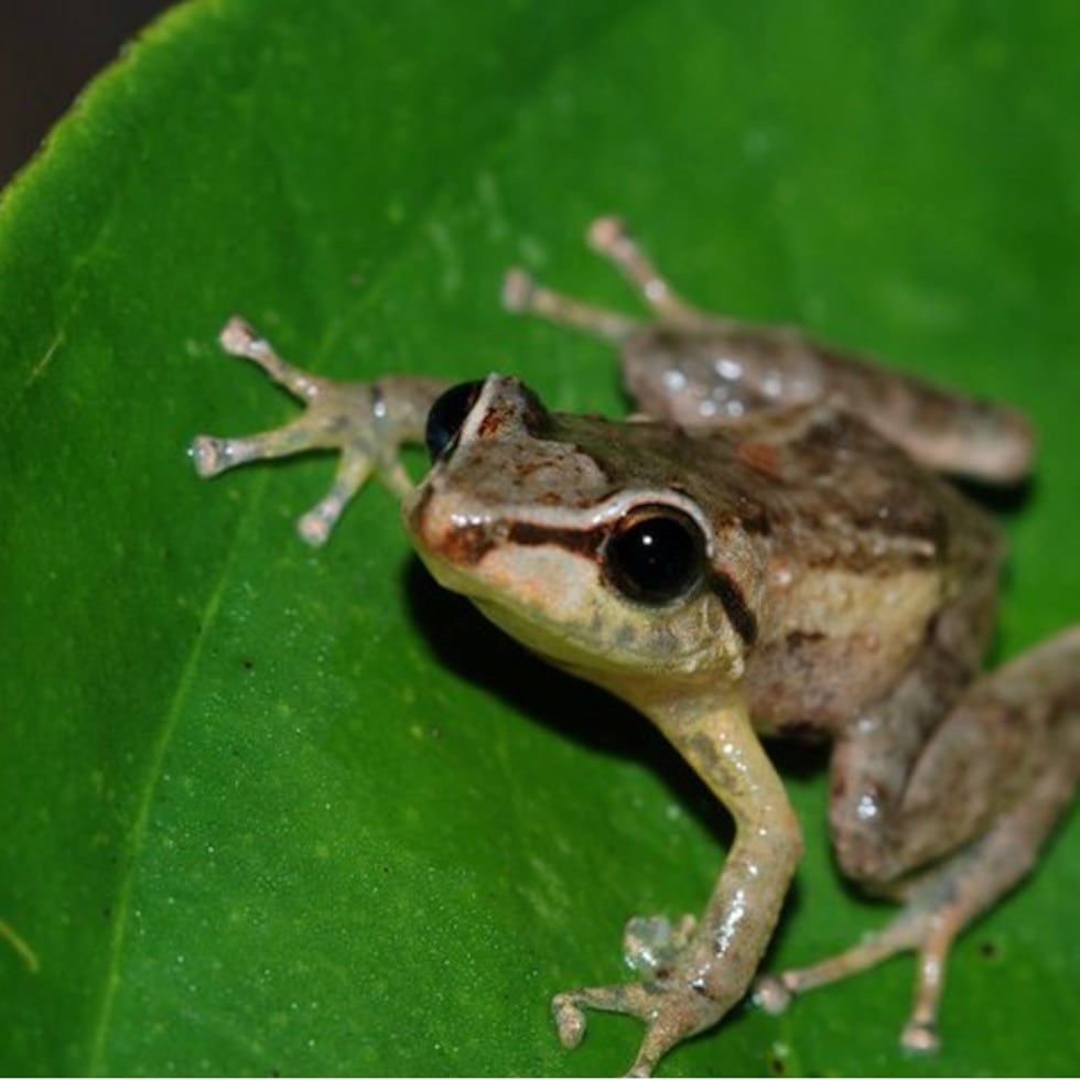 Nuestra fascinación con los coquíes es que su canto llena el ambiente nocturno sin que los veamos. Los coquíes pertenecen al mismo ecosistema que los árboles. Estos sonidos están en juego en la isla, indica Isabel Abislaimán.