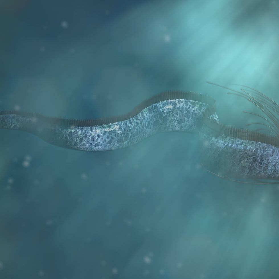 Una imagen de archivo de pez remo.