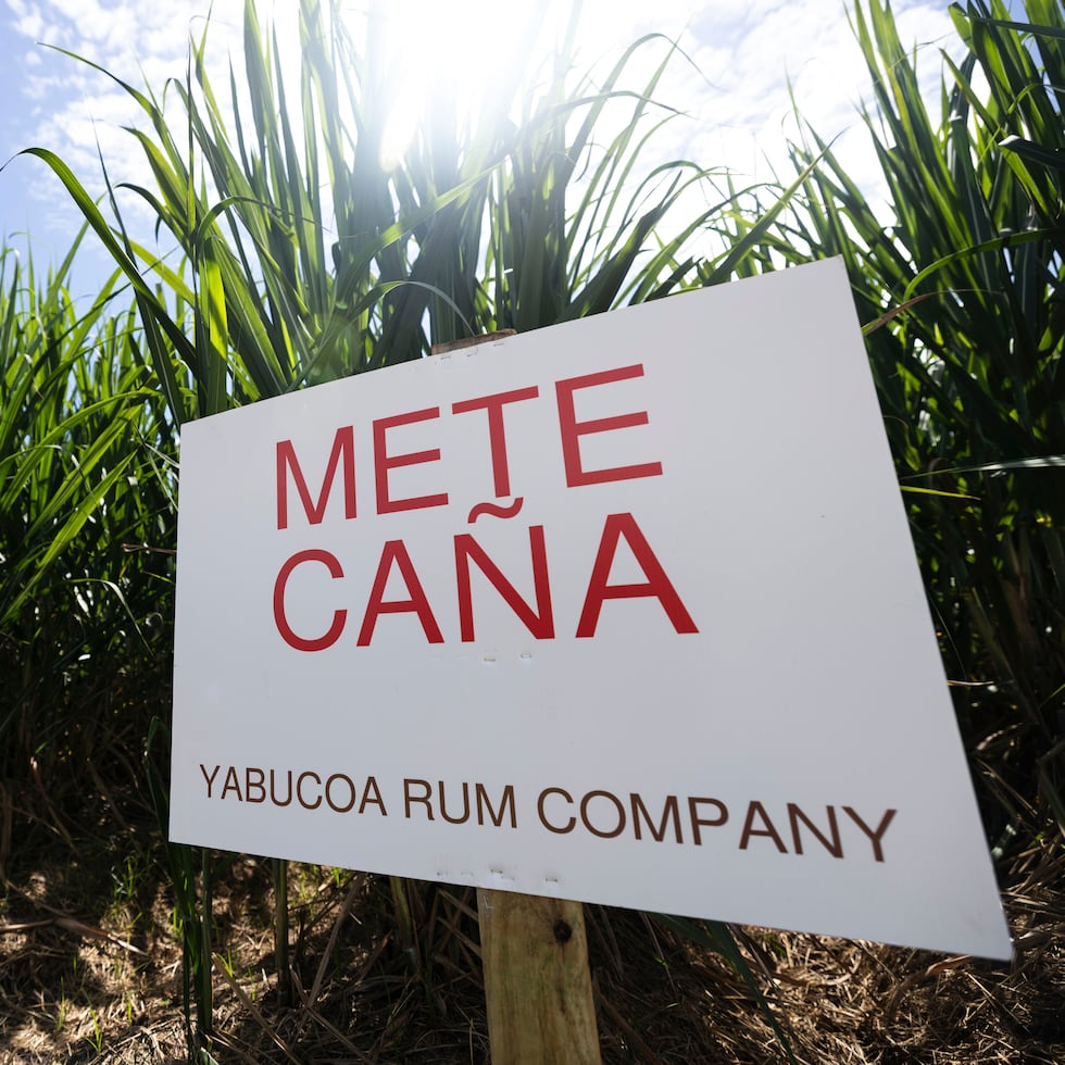 During the first three years of operation, Yabucoa Rum Company's plan contemplates, in principle, the planting of sugarcane on some 4,500 acres of land, or a little more than half the extension of the valley of the city of Los Azucareros. The fruit will be harvested to produce molasses and other raw materials such as ethanol and fibers for the manufacture of biodegradable products.