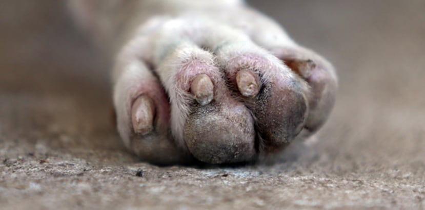 Según el informe de novedades, el oficial correccional Héctor de Jesús Maldonado sufrió una crisis emocional cuando llegó a su vehículo asignado y encontró muerto al perro. (Archivo)