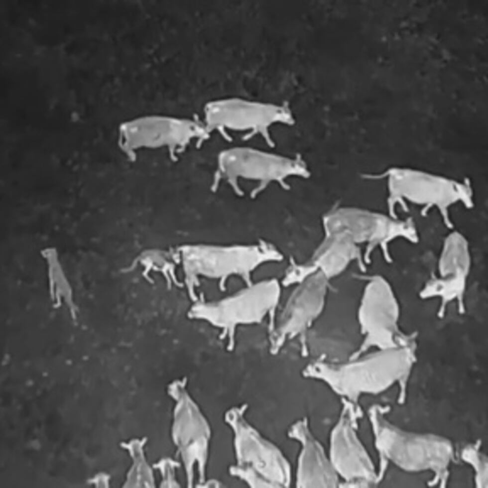 Lobos grises detenidos por drones al atacar ganado en Oregon/California. USDA usa método no letal.