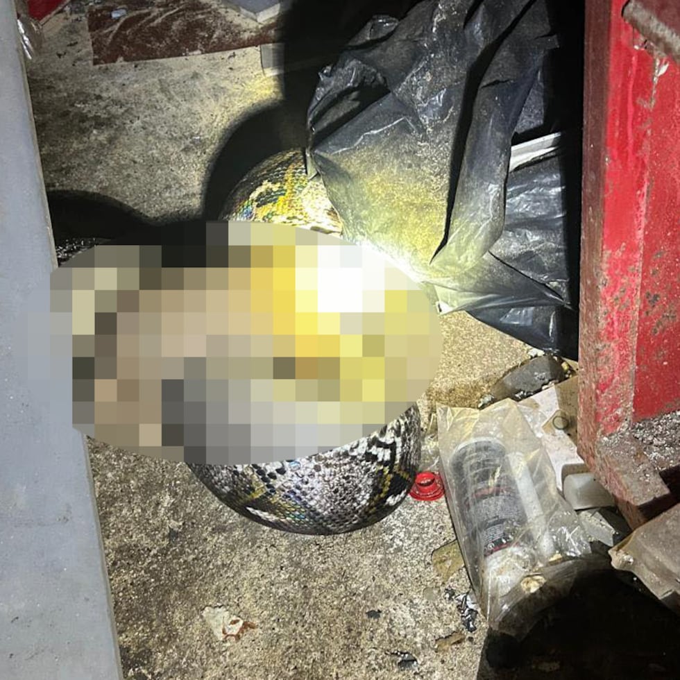 Los cachorritos fueron atacados por la pitón reticulada en un taller en Toa Alta.