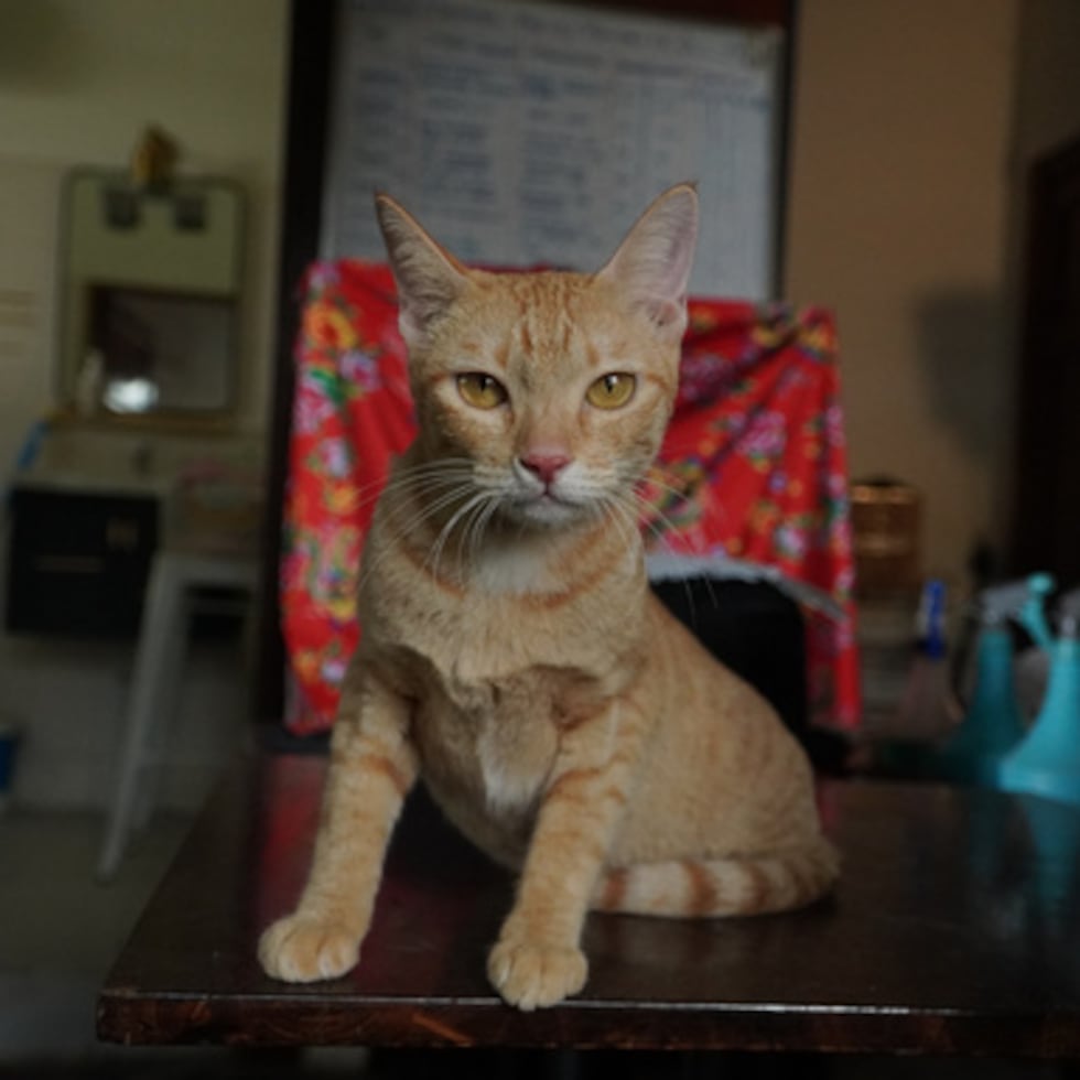Un gato es atendido en un centro de rescate de una organización defensora de los derechos de los animales después de que la policía desarticulara una red dedicada al robo y la reventa de gatos.