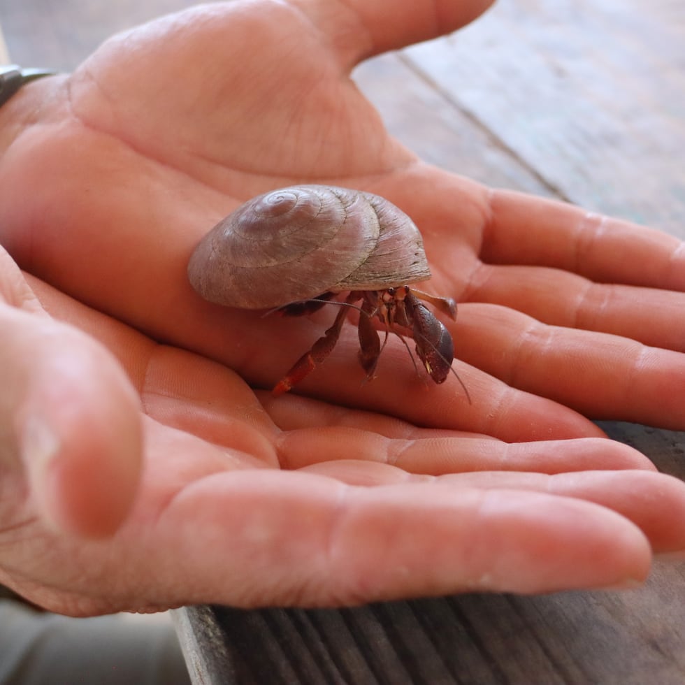Los cangrejos enfrentan una disminución de conchas en las playas porque muchas personas se las llevan como recuerdo.