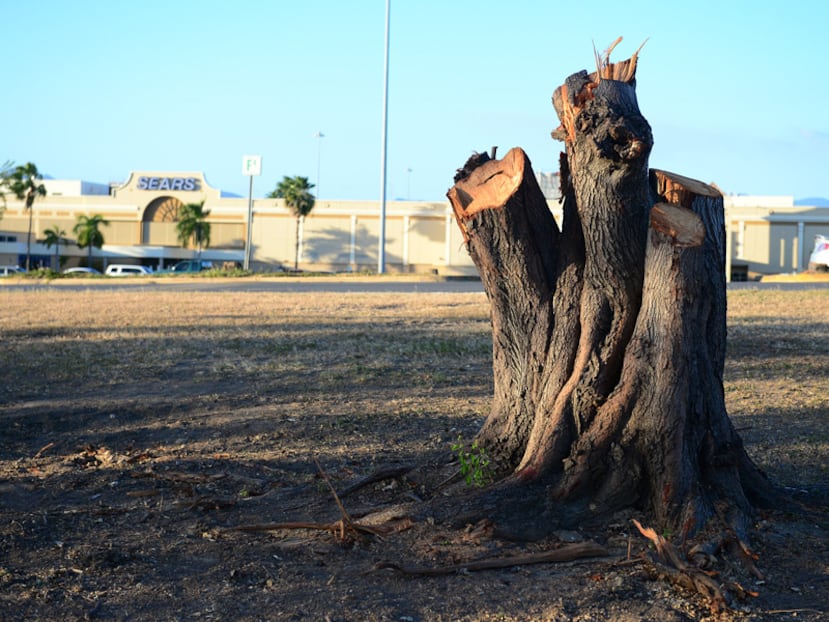 La tala de árboles en Plaza del Caribe, que inició el 17 de enero, generó malestar en la ciudadanía no solo porque supuestamente no fue anunciada, sino porque ocurrió de noche y en fines de semana, o sea, cuando casi no hay gente en el centro comercial. (tony.zayas@gfrmedia.com)