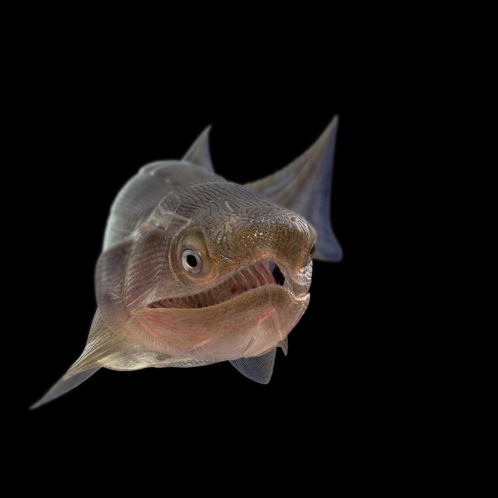 Reconstrucción del osteíctio más antiguo, Eosteus chongqingensis.