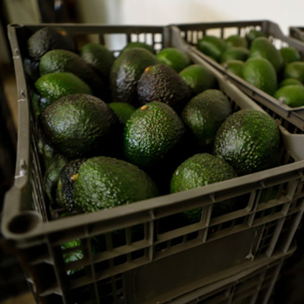 Las inspecciones que llevan a cabo los funcionarios estadounidenses para verificar los aguacates se reanudarán parcialmente en las localidades de Tancítaro, Tacámbaro, Uruapan y el corredor entre las ciudades de Morelia, capital de Michoacán, y Pátzcuaro, según se indica en el comunicado difundido en su cuenta de X por el embajador de Estados Unidos en México, Ronald Johnson.