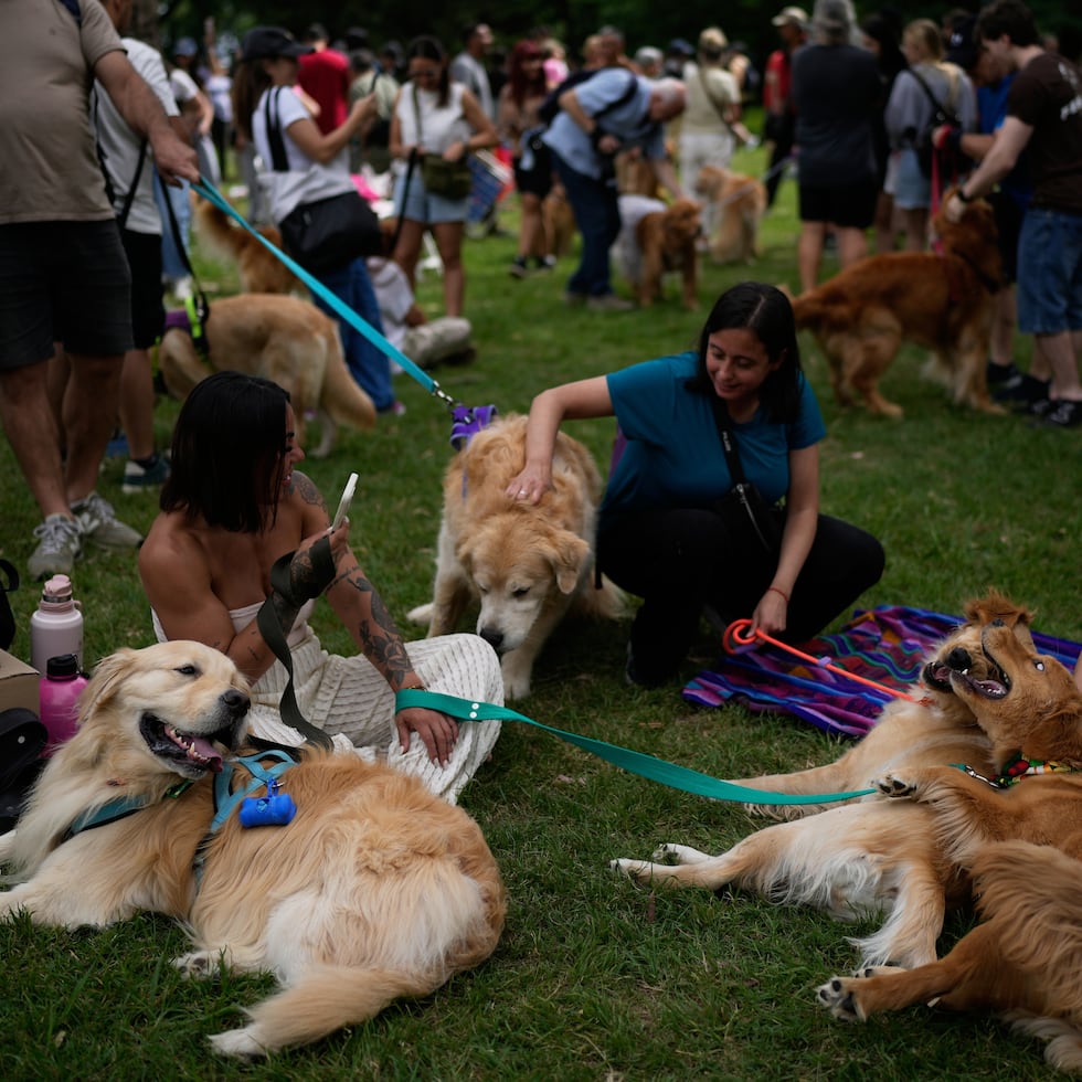 Los niños gritaban de alegría mientras acariciaban con entusiasmo a cada perro que se les acercaba.