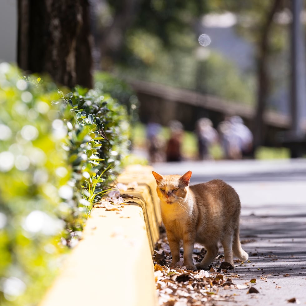 El 19 de diciembre, SAG y ACA presentaron una moción de interdicto preliminar para que se les provea acceso a una porción del Paseo del Morro que estará cerrada debido a un proyecto para estabilizar el acantilado del bastión de San Fernando.