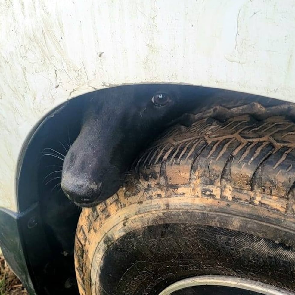 Rescate perrita Fajardo