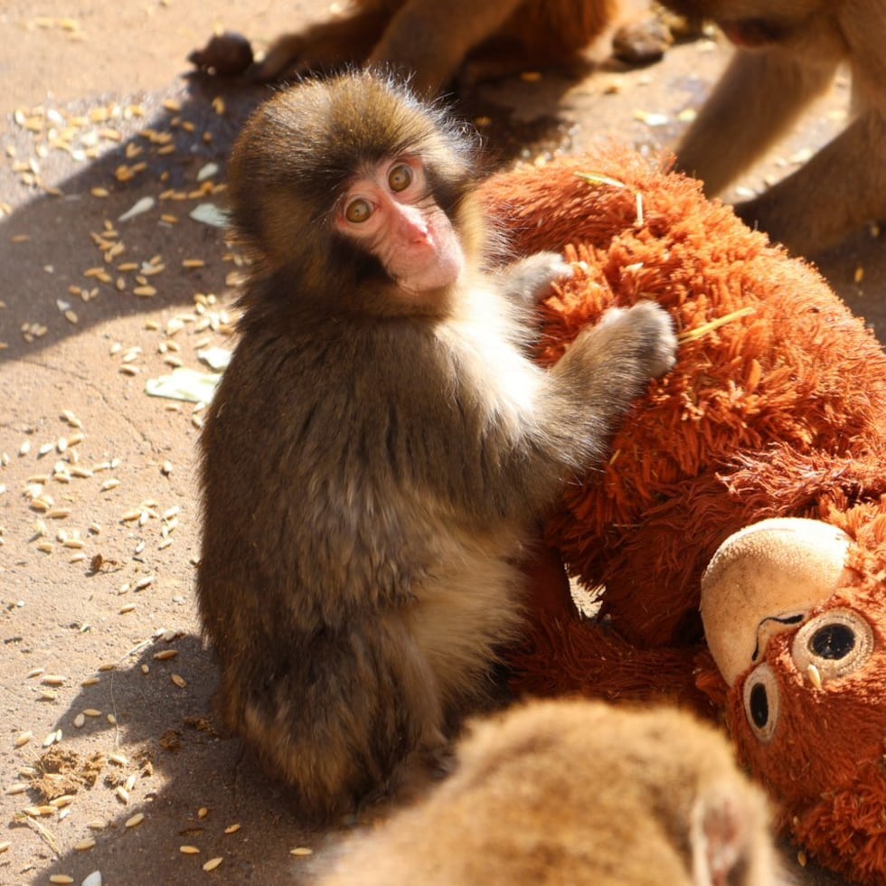 Un pequeño macaco japonés abandonado al nacer en el zoológico de la ciudad de Ichikawa, y que desde entonces no se separa de un peluche que se ha convertido en una madre improvisada, ha conquistado la atención del público en Japón y de las redes sociales. Punch, de solo siete meses, se ha convertido en el protagonista del recinto después de que su imagen diera la vuelta al mundo, dijo a EFE un portavoz del centro, Takashi Yasunaga, y cada día miles de personas se acercan al zoo a seguir su día a día. EFE/ Zoológico De La Ciudad Japonesa De Ichikawa SOLO USO EDITORIAL/SOLO DISPONIBLE PARA ILUSTRAR LA NOTICIA QUE ACOMPAÑA (CRÉDITO OBLIGATORIO)