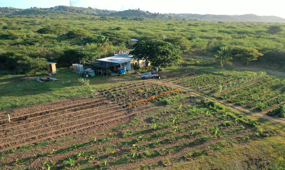 La cadena de suministro alimentario en Puerto Rico enfrenta retos de conectividad entre sus eslabones