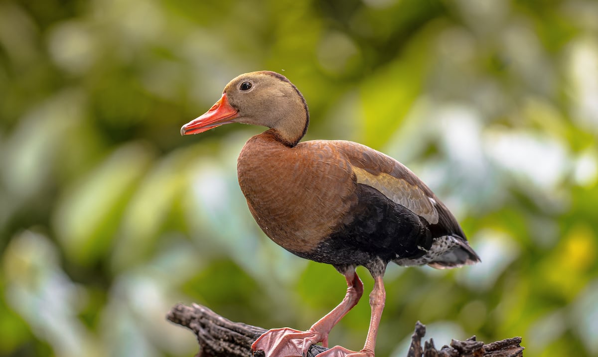 Cinco personas se declaran culpables por tráfico ilegal de aves migratorias en Puerto Rico
