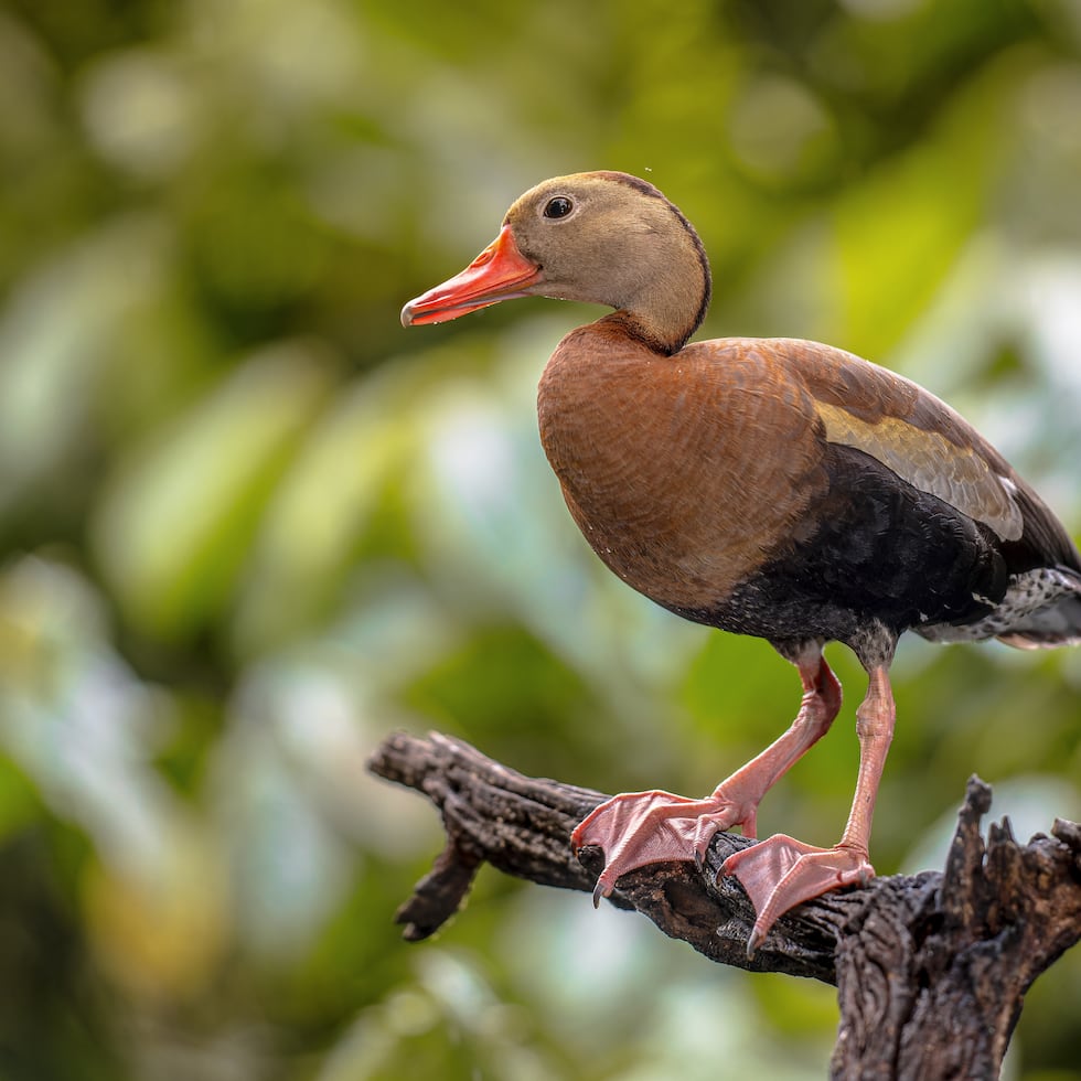 Entre las aves traficadas ilegalmente figuraban patos gargantilla, patos rabudos norteños y patos silbones (en la foto).