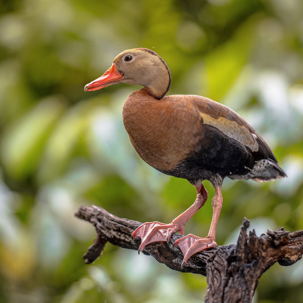 Among the illegally trafficked birds were ruffed ducks, northern pintail ducks, whistling ducks, Indian shoveler ducks, blue-winged teal, Canada geese, widgeons and wigeons.