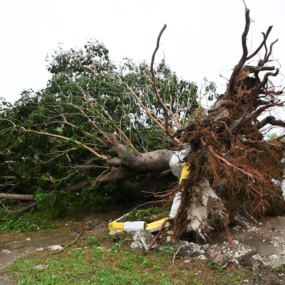 Imagen de un árbol caído por los efectos de Melissa antes de que el huracán tocara tierra en Jamaica el martes.