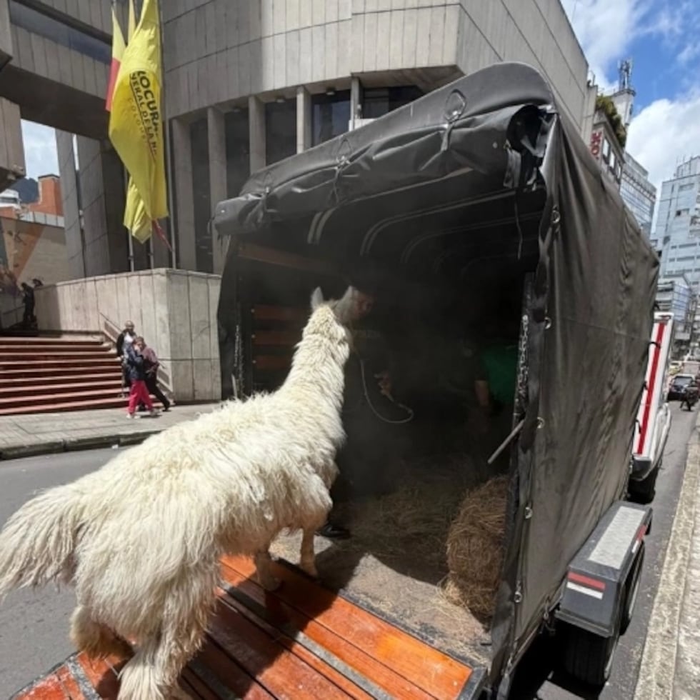 Llama rescatada por las autoridades al registrar múltiples afectaciones en su salud.