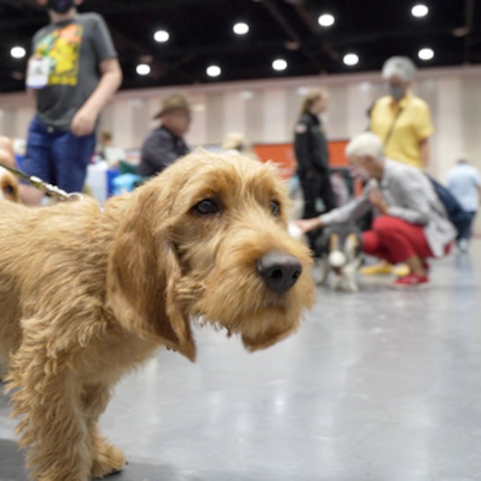 Un Basset Fauve De Bretagne se deja fotografiar durante un evento Meet the Breeds el 22 de febrero de 2022 en San Diego.