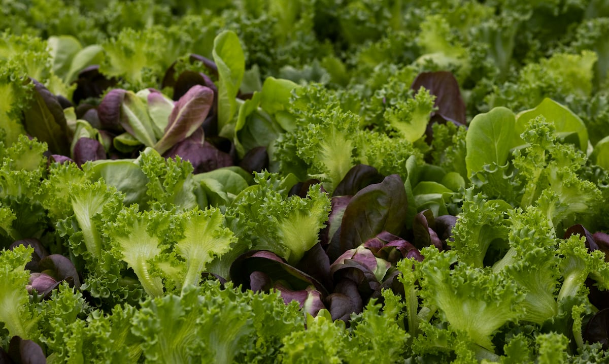 FDA mantiene sospecha sobre lechuga de Taylor Farms en brote de ciclosporosis pese a falso positivo