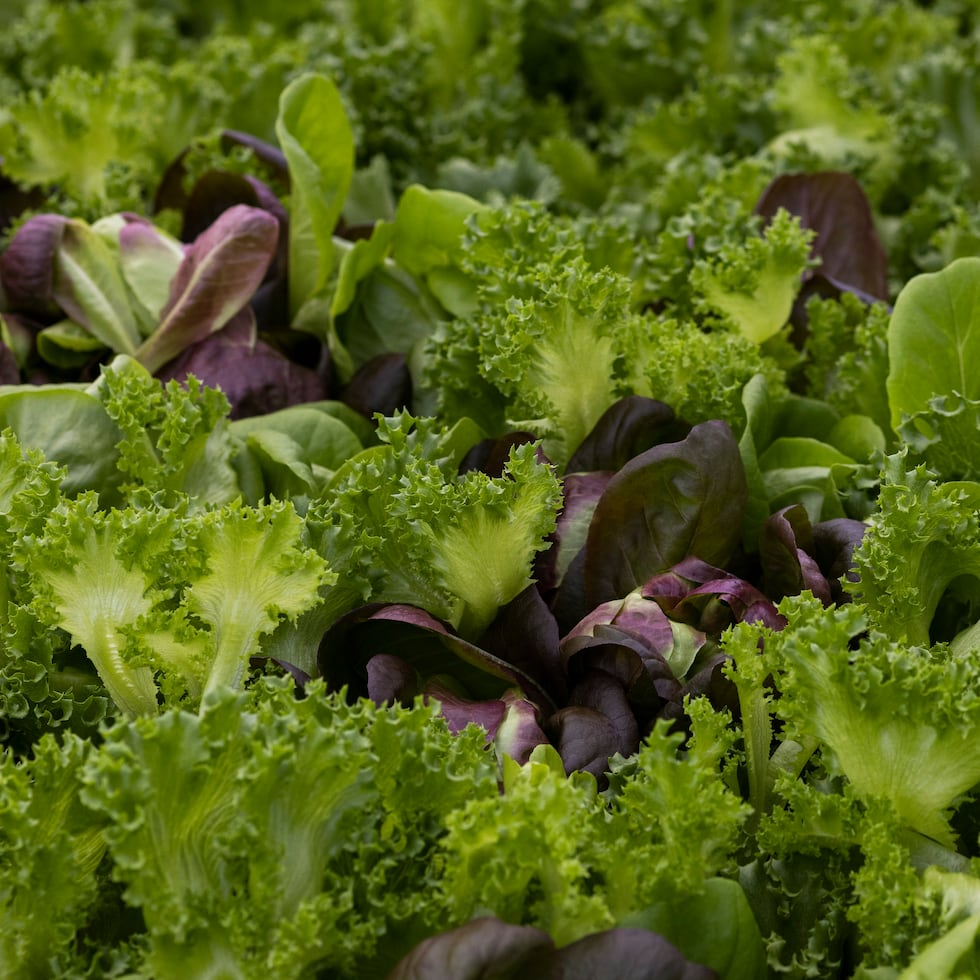Taylor Farms anunció el sábado que retiraría del mercado 25 productos de lechuga picada y para ensalada comercializados bajo ocho códigos de marca diferentes.