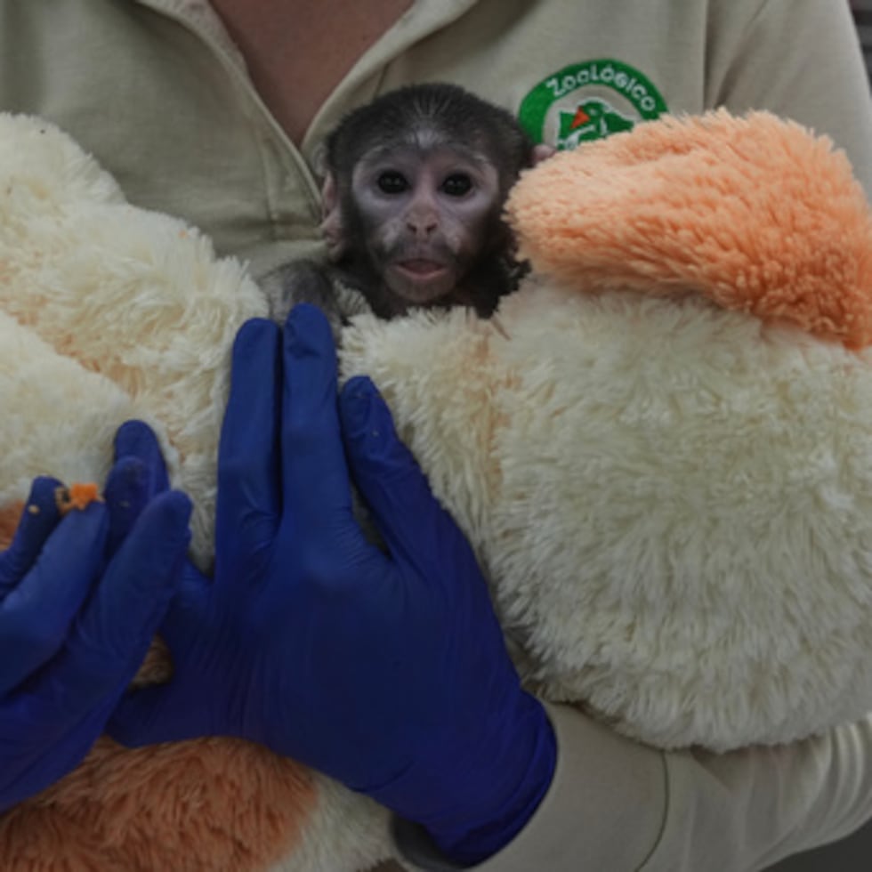 Un veterinario sostiene a un mono bebé llamado Yuji.