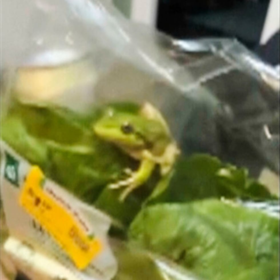 En esta foto tomada de un vídeo proporcionado por Laura Jones, Billy Le Pine, Rhys Smoker y Lilli Ashby, una rana se sienta dentro de una bolsa de ensalada en Esperance, Australia.