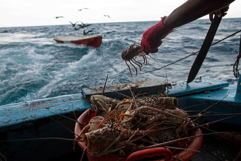 Así que le apuestan sobre todo a la langosta: cada buzo pesca un promedio de 10 libras al día, sin importar que algún día se vean afectados. El gobierno de Honduras dice que la pesca del crustáceo le significó 40 millones de dólares en 2017.