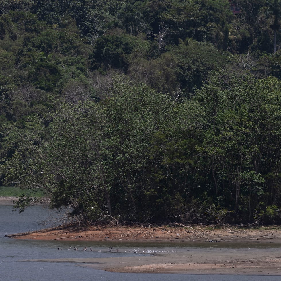 La gobernadora Jenniffer González advirtió, en horas de la mañana, que los niveles del embalse Carraízo estaban más bajos de lo esperado.
####
FOTO POR: xavier.araujo@gfrmedia.com
Xavier Araújo / GFR Media / Araujo