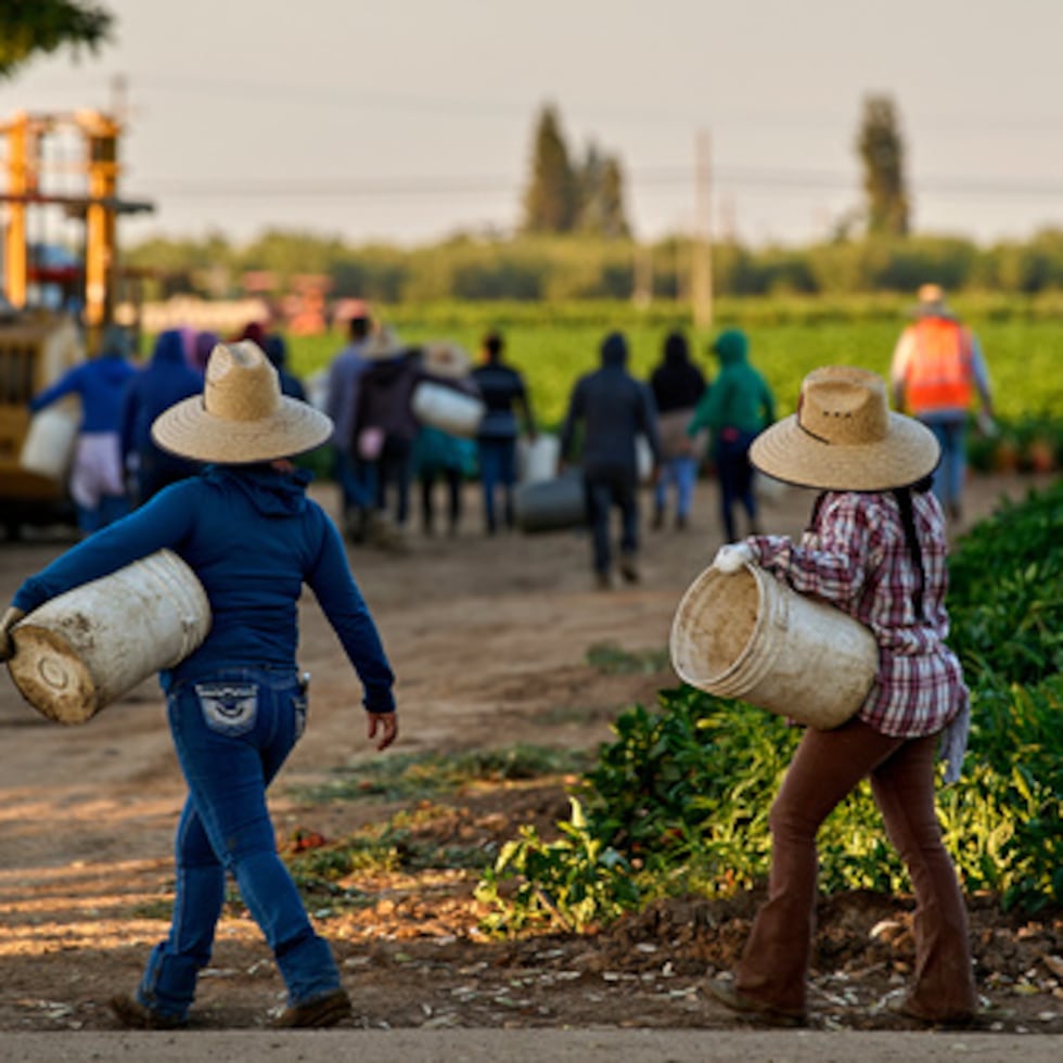 Alrededor del 25% del más de un millón de trabajadores agrícolas contratados del país son mujeres, según cifras del gobierno, aunque las estimaciones sobre la población de trabajadores agrícolas varían.