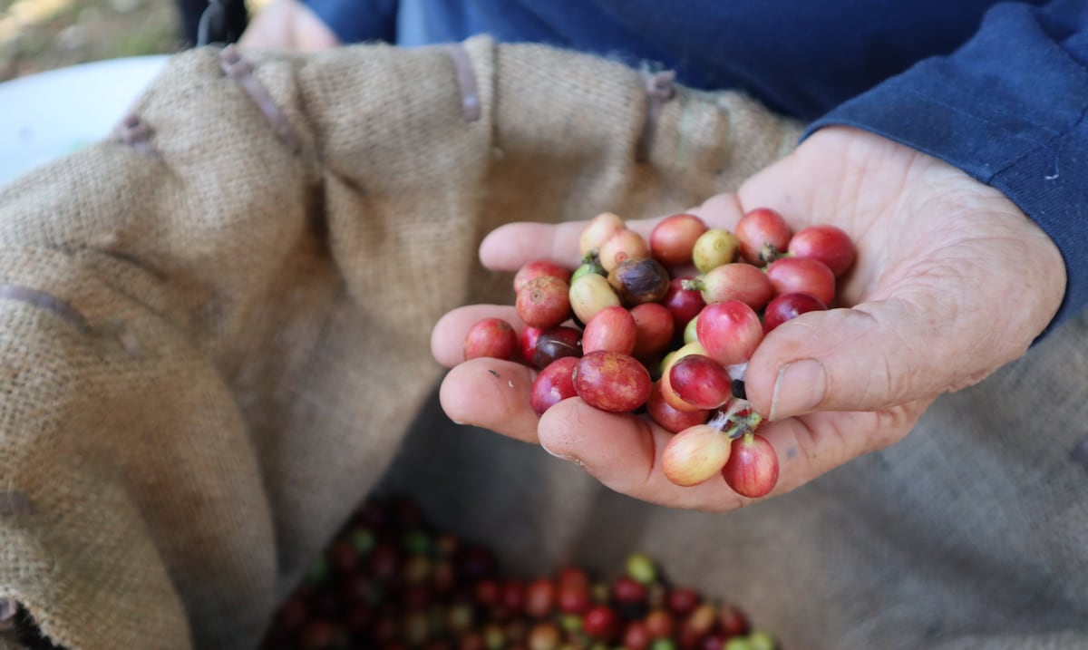 Department of Agriculture launches pilot project for the harvesting of coffee with foreign labor