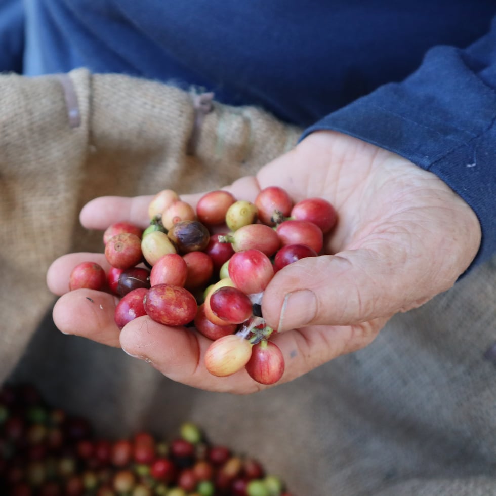 Irving Rodríguez Torres said that the visas granted will allow bringing to the island workers from South America, where they are familiar with the cultivation of the grain.
