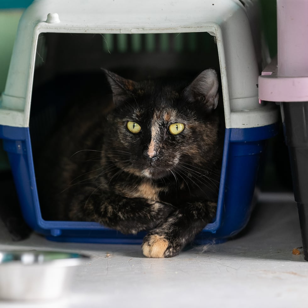 El Santuario de Animales San Francisco de Asís es un “no killer shelter”, lo que quiere decir que no se utiliza la eutanasia por cupo, edad o adoptabilidad.