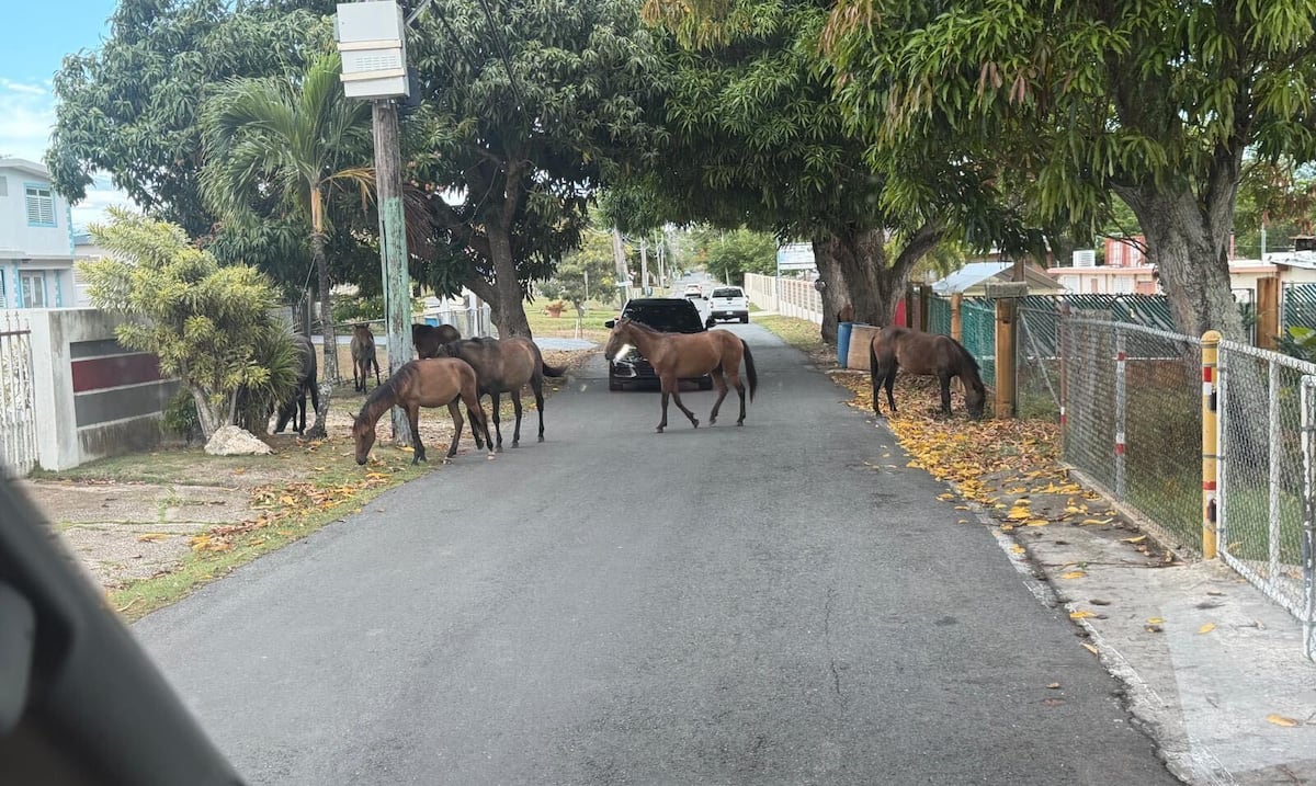 Vega Baja lanza "Adopte un Caballo" tras registrar 483 accidentes con equinos en carreteras