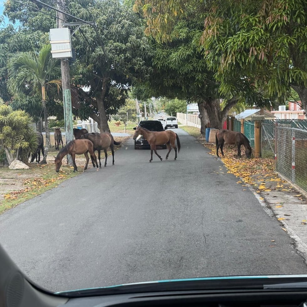 Entre 2024 y 2025, se registraron 483 accidentes de tránsito, en Vega Baja, relacionados con caballos en las carreteras, según cifras provistas por el Municipio.