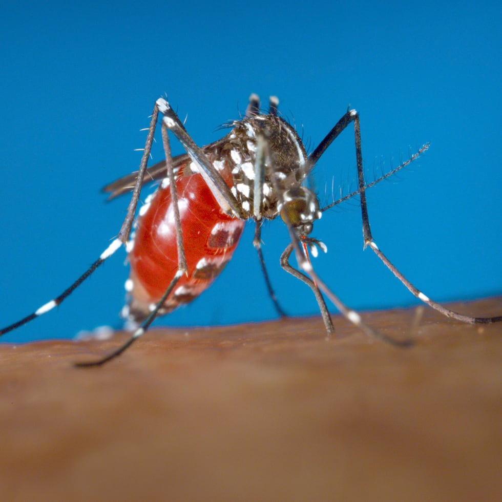 El dengue es transmitido por el mosquito “Aedes aegypti”.