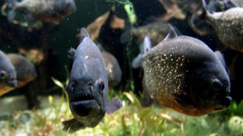 Miembros de la familia de la niña dijeron que ella pudo haberse ahogado al caer al río y que luego las pirañas la atacaron. (BBC)