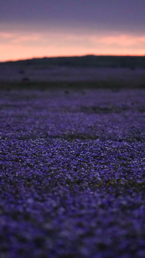 Conocido como el desierto no polar más seco de la Tierra, una enorme extensión del desierto de Atacama se ha cubierto de flores luego de que el fenómeno meteorológico de El Niño provocara fuertes lluvias en la región a principios de este año.
