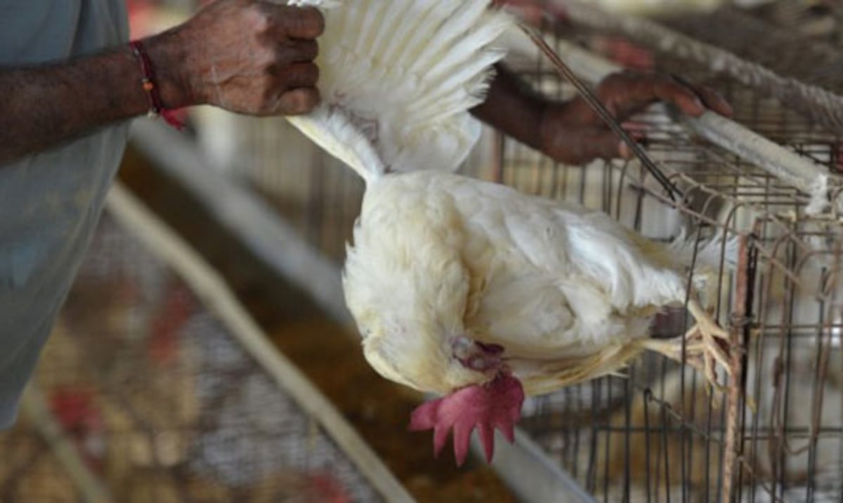 Agricultura confirma casos de gripe aviar en Cabo Rojo y Lajas