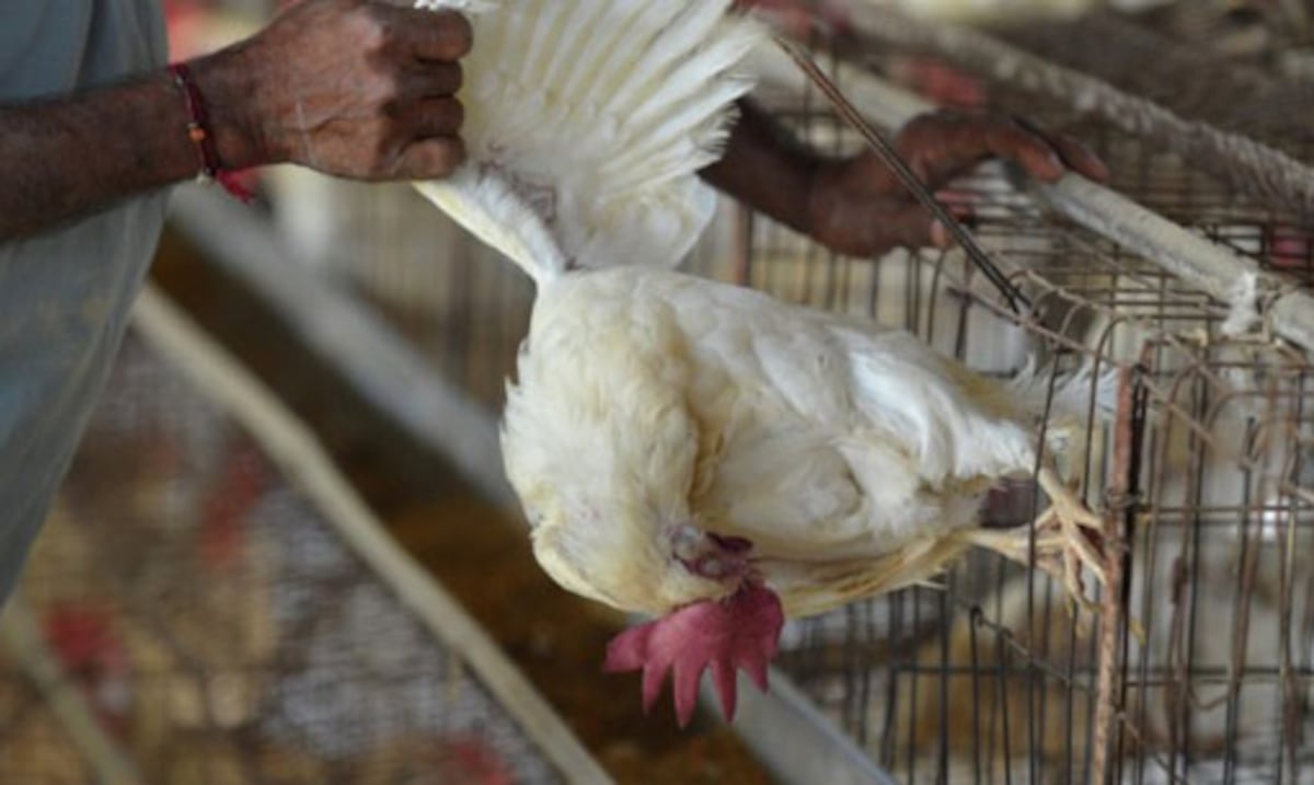 Confirman gripe aviar altamente patógena en Cabo Rojo y Lajas tras muerte de decenas de aves