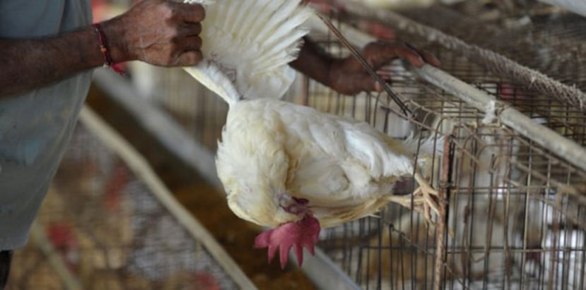 La gripe de las aves puede afectar a las personas si los virus se propagan por el aire o cuando la gente toca un ave o una superficie infectada y después se lleva las manos a los ojos, la nariz o la boca. (Archivo)