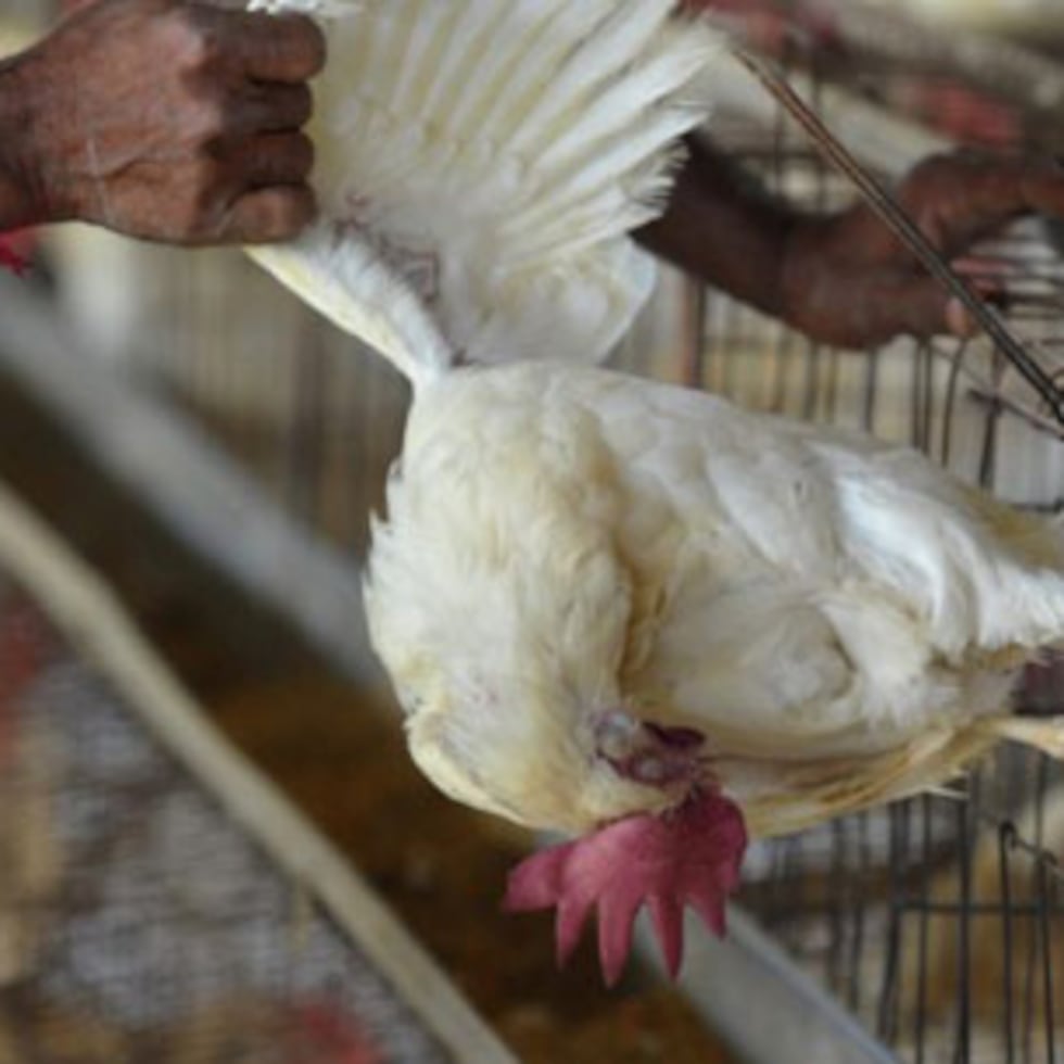 Las investigaciones comenzaron luego de reportarse muertes múltiples de aves en dos propiedades de Cabo Rojo y Lajas.