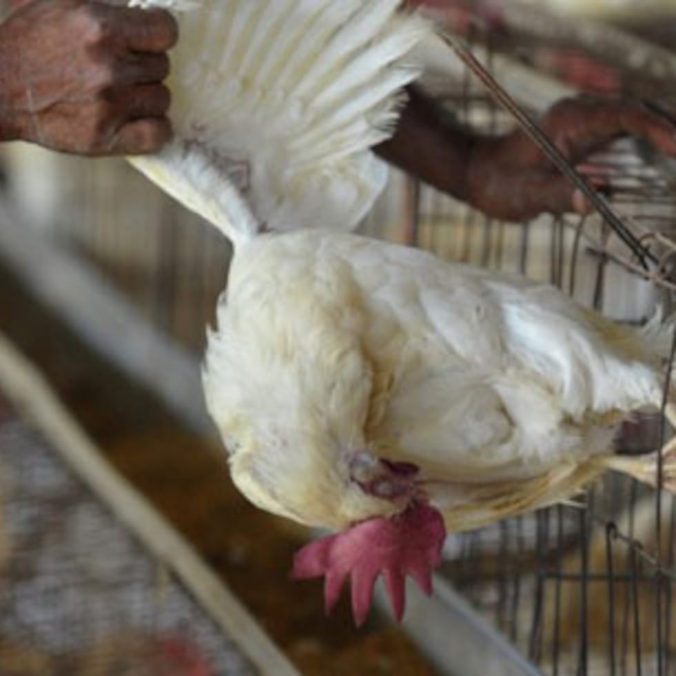 To report sick birds or multiple deaths, please contact USDA-APHIS at 1-866-536-7593. You may also contact the Puerto Rico Department of Agriculture at 787-721-2120 for guidance.