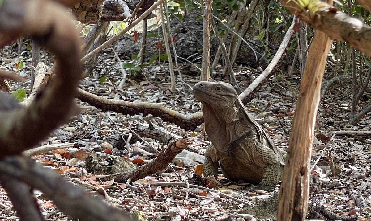Extinción de animales amenaza con desaparecer plantas de frutos grandes en Puerto Rico y el Caribe