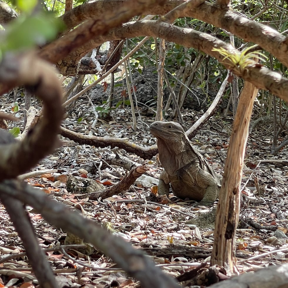 La iguana de roca desapareció de Puerto Rico hace siglos. Foto por Fabio Tarazona Tubens.