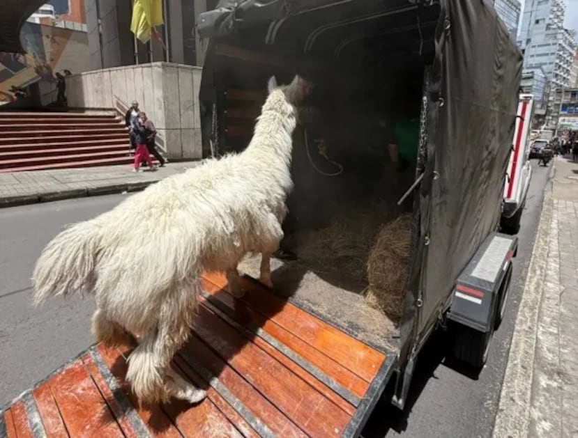 "Chacarito" fue rescatada el 6 de mayo.