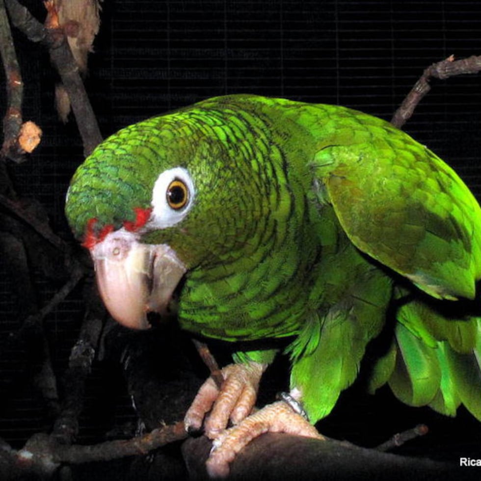 En la década de 1970, apenas había 13 cotorras puertorriqueñas en la isla y todas estaban en el Bosque Nacional El Yunque, donde inició el proyecto de recuperación poblacional.